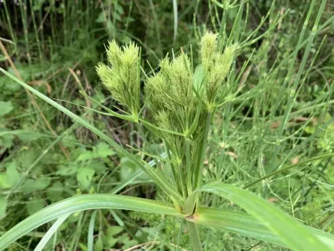 Cyperus prolixus