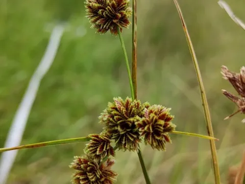 Cyperus reflexus