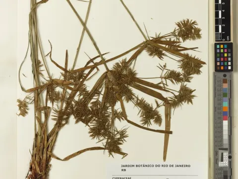 Rigid flatsedge