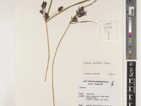 Rigid-leaved sedge