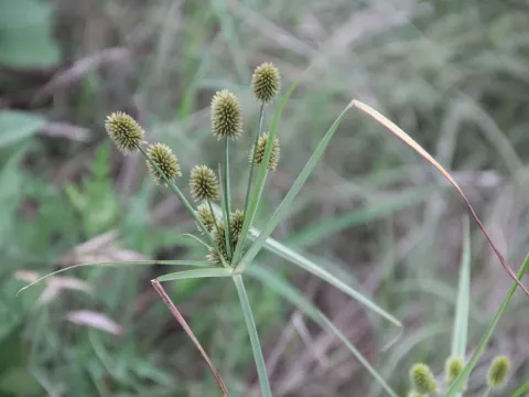 Cyperus retrorsus