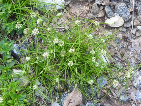 Сыть сеслериевидная