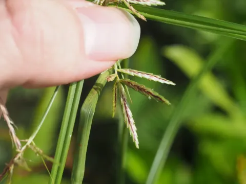 Dark nutsedge