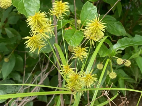 Straw-colored flatsedge