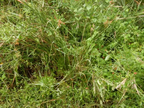 Six-angled sedge