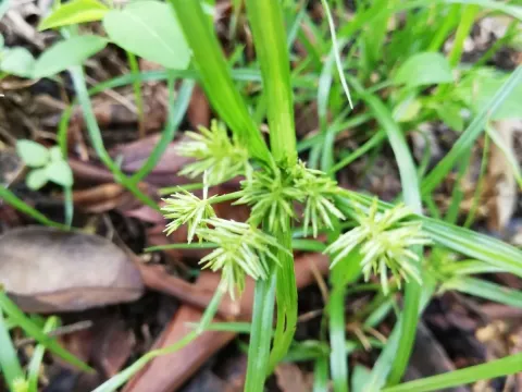 Slender cyperus