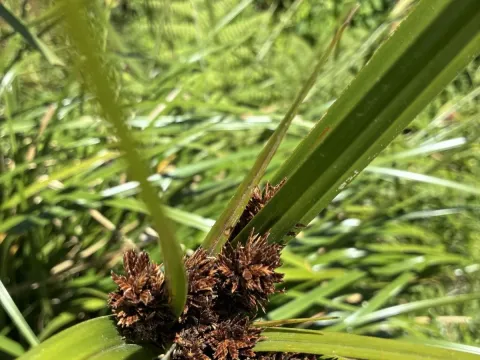 Coastal cutty grass