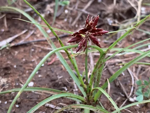 Сыть съедобная