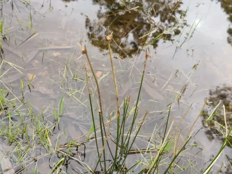 Cyperus vaginatus