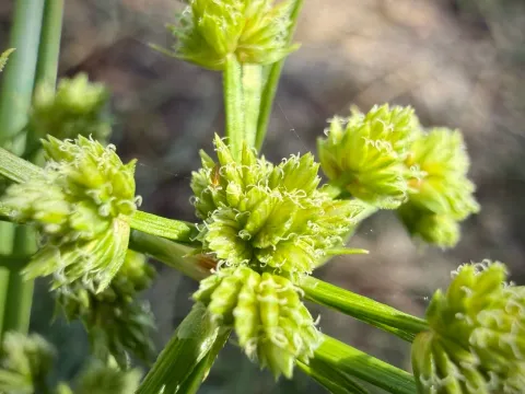 Cyperus virens