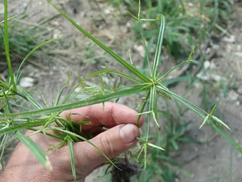 Zollinger sedge
