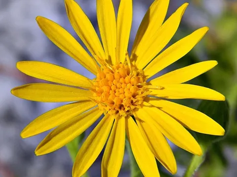 Goldenaster