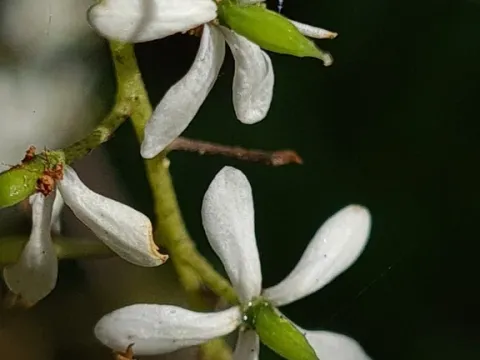 Bursaria