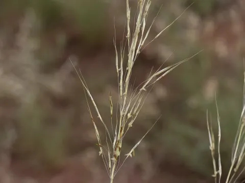 Chrysopogon fallax
