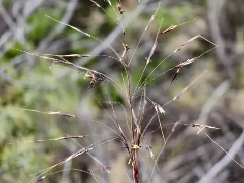 Chrysopogon gryllus