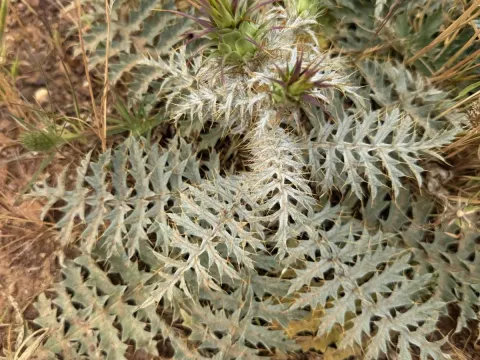 Algarve artichoke
