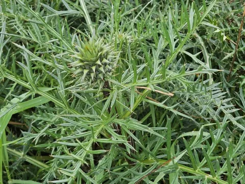 Cynara humilis