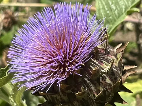 Globe artichoke