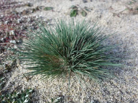 Grey hair-grass