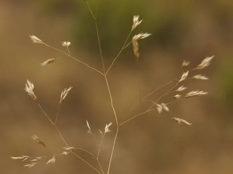 Corynephorus fasciculatus