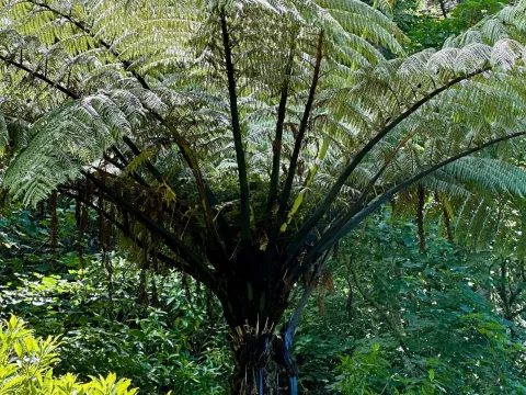 Sphaeropteris medullaris