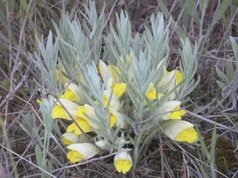 Cymbaria