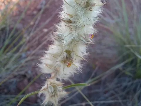 Cyphocarpa