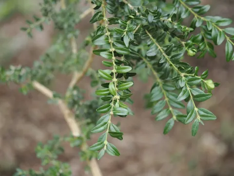 Notobuxus