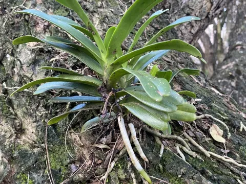 Cyrtorchis