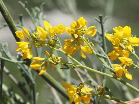 В'язіль ситників