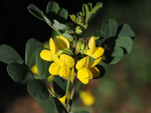 Shrubby scorpion-vetch