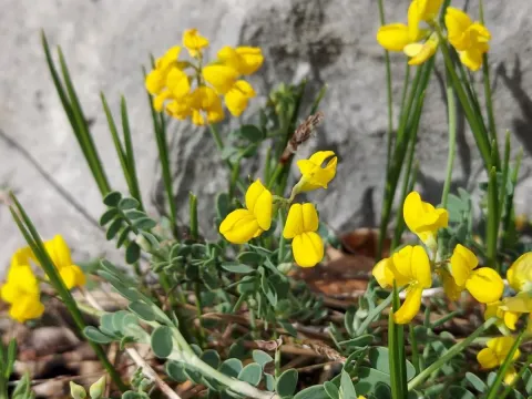 Coronilla vaginalis