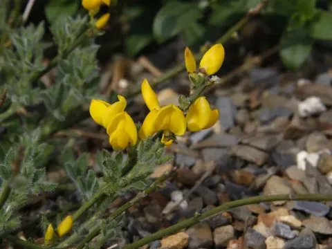 Ardoin's broom