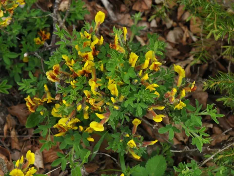 Procumbent broom