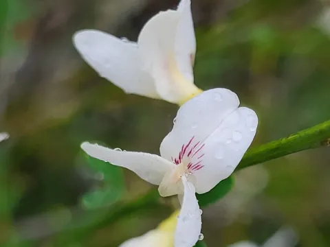 Canary Island broom