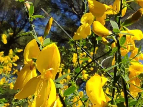 Large-flowered broom