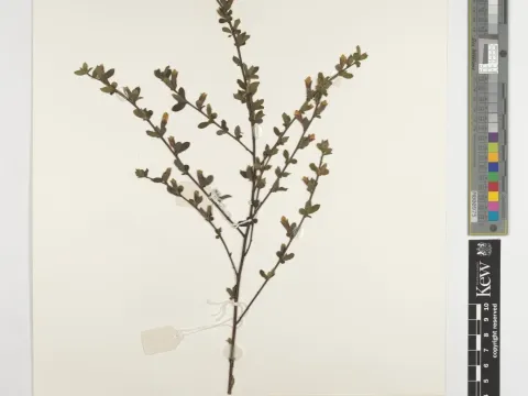 Ingram's Broom