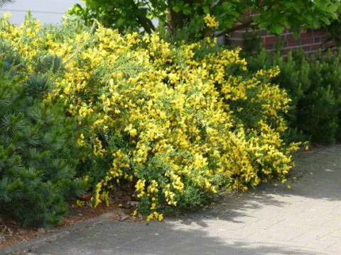 Kew Broom