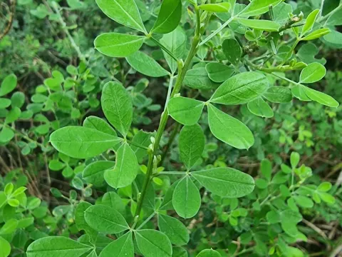 Madeira broom