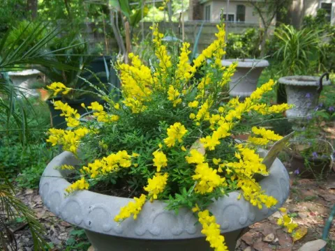 Spach broom