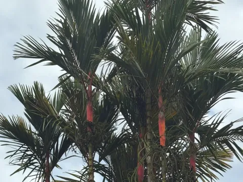Lipstick Palm