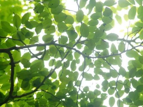 Dalbergia granadillo