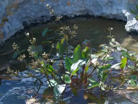 Damasonium