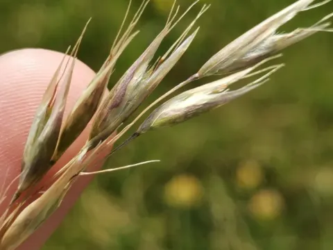 Alpine heathgrass