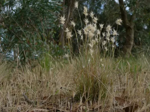 Danthonia auriculata