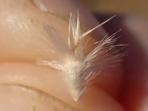 Danthonia carphoides