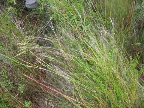 Danthonia paradoxa