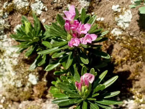 Daphne arbuscula