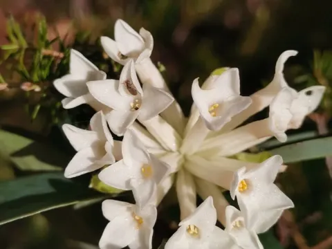 Daphne blagayana