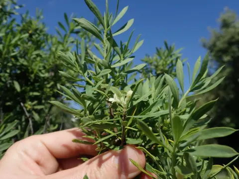Daphne gnidioides